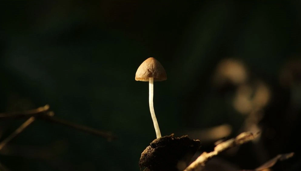 The images shows a single small mushroom growing out of the soil._Mushroom recipes