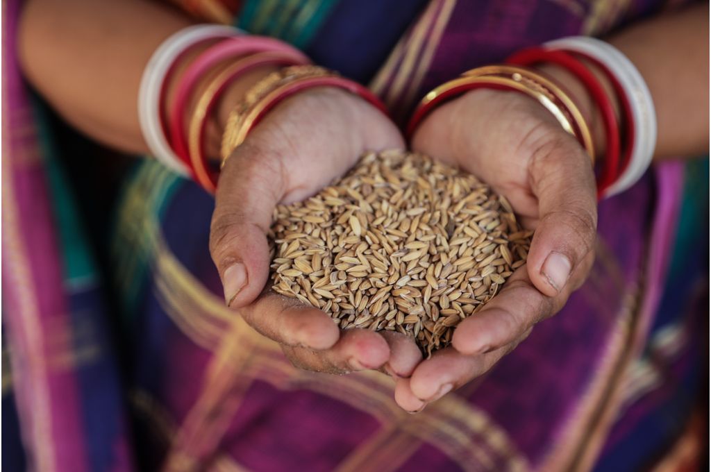 A farmer from Belpada village in Odisha’s Kendrapara district displays an indigenous variety of paddy called pottiya-climate