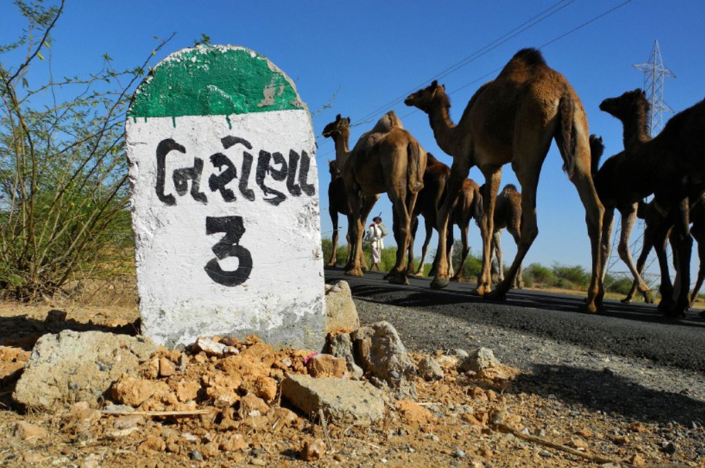 A herd of camels on the road_pastoralism