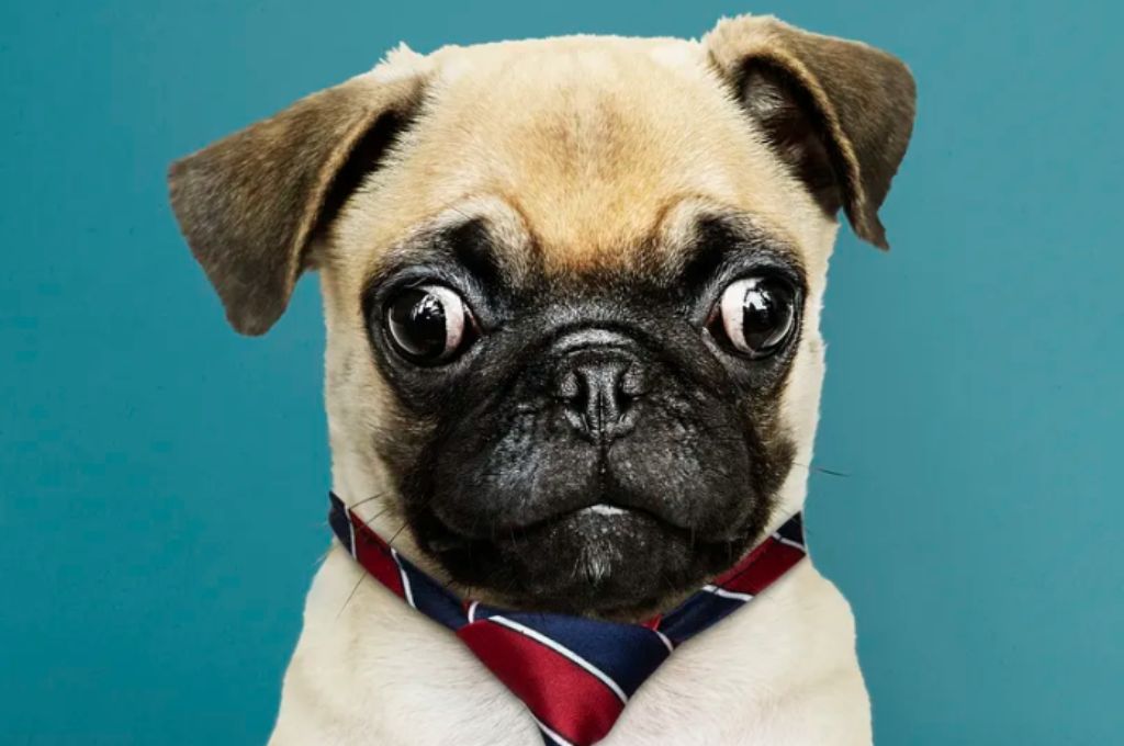 Mugshot of a pug against a teal background_nonprofit humour