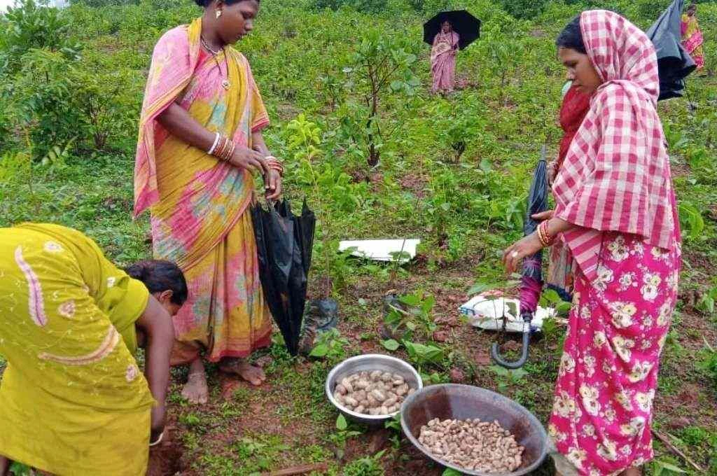 The image shows a group of women standing among grass and shrubs. Two baskets are placed at their feet filled with what appear to be large seeds or dried fruits. One of the women is bending down and digging a small hole in the soil with her hands._Reseeding