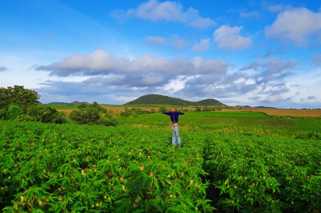 A photo of a scarecrow in the middle of a large farmland-carbon credits