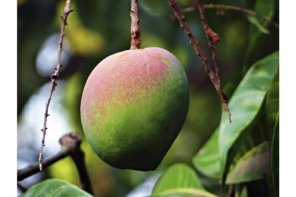 The image is a close-up shot of a red- and green-coloured mango dangling from a tree branch._Mango