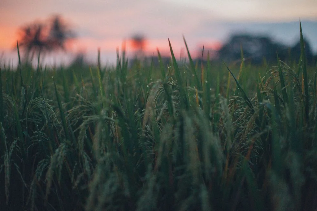 A rice field_farmers