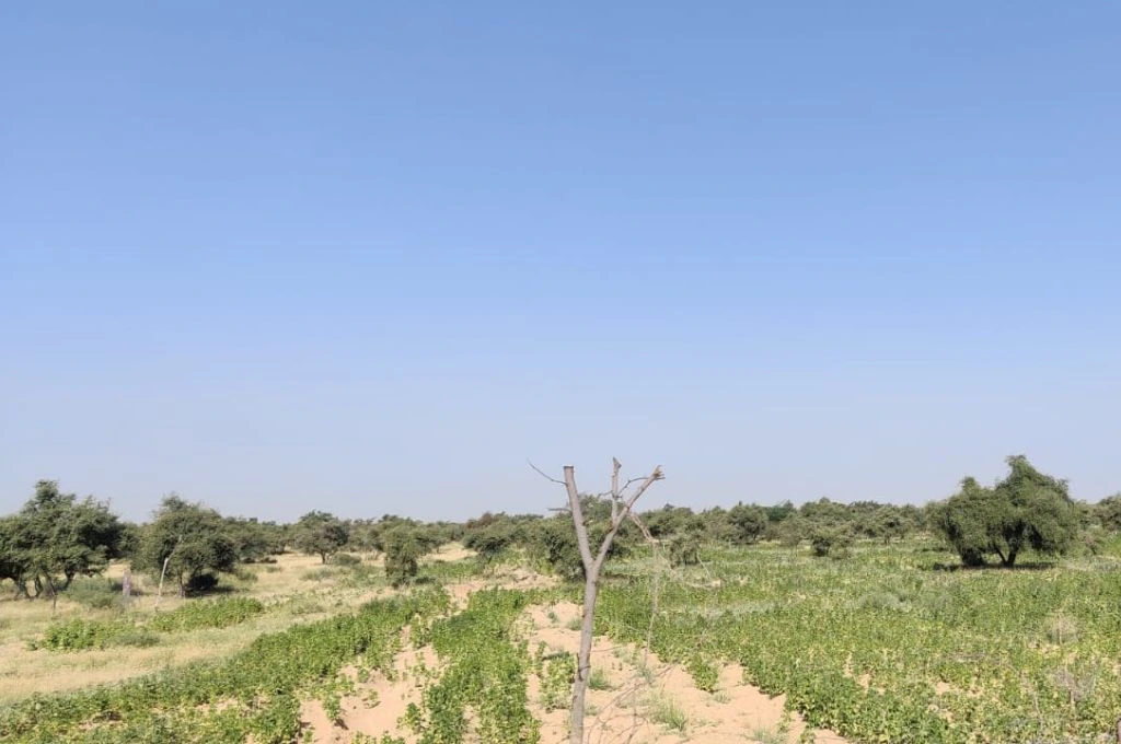 The image shows a crop field in an arid desert area, there are bits of sand peeking through the planted saplings and there are trees in the distance._Rainfall