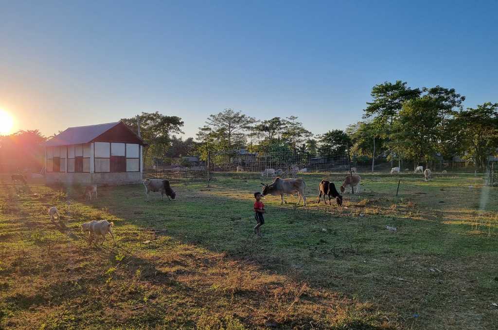 An image depicting cows grazing in a field--nonprofit humour