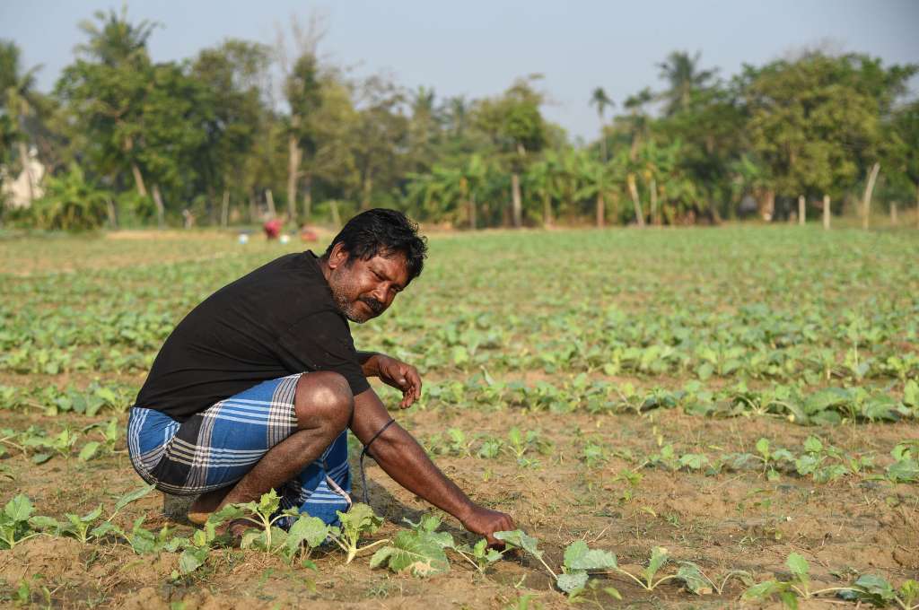 Profile of Purna Chandra Sasmal, harvesting crops in a field_livelihood of fishing community