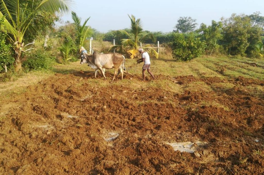 sembedu farm-topsoil