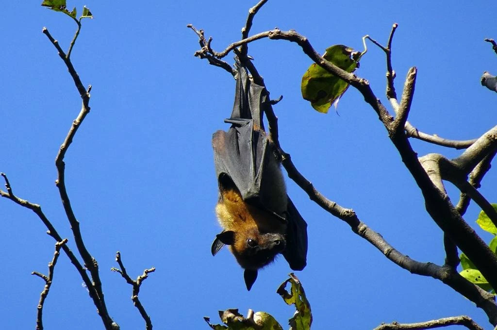 A bat hanging upside down from a tree