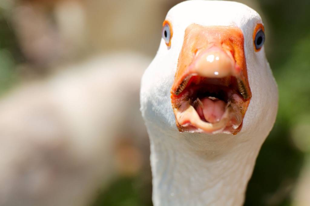 Closeup shot of a quacking goose_nonprofit humour