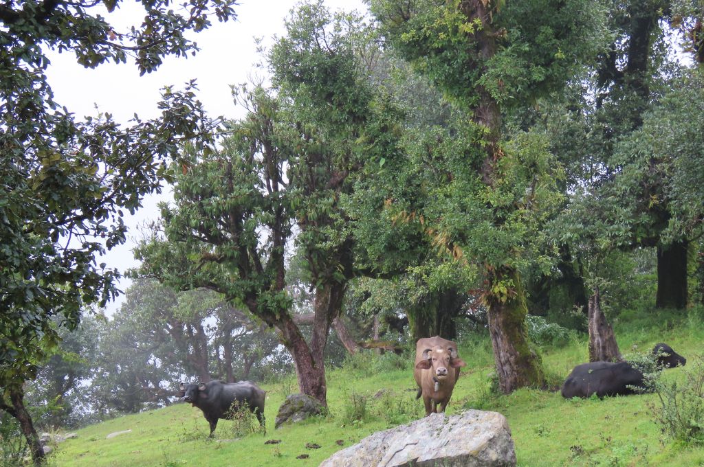 cows grazing on a mountain_Van Gujjars