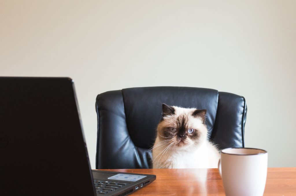 cat sitting with a laptop and coffee mug_climate change