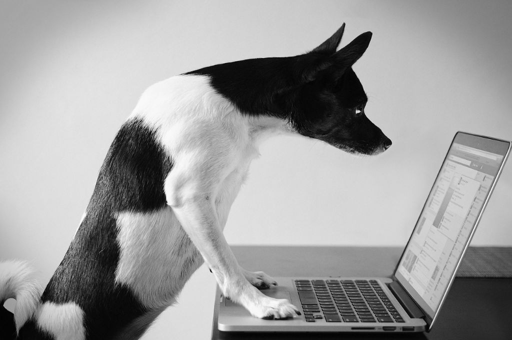 a dog looking at a laptop_nonprofit humour