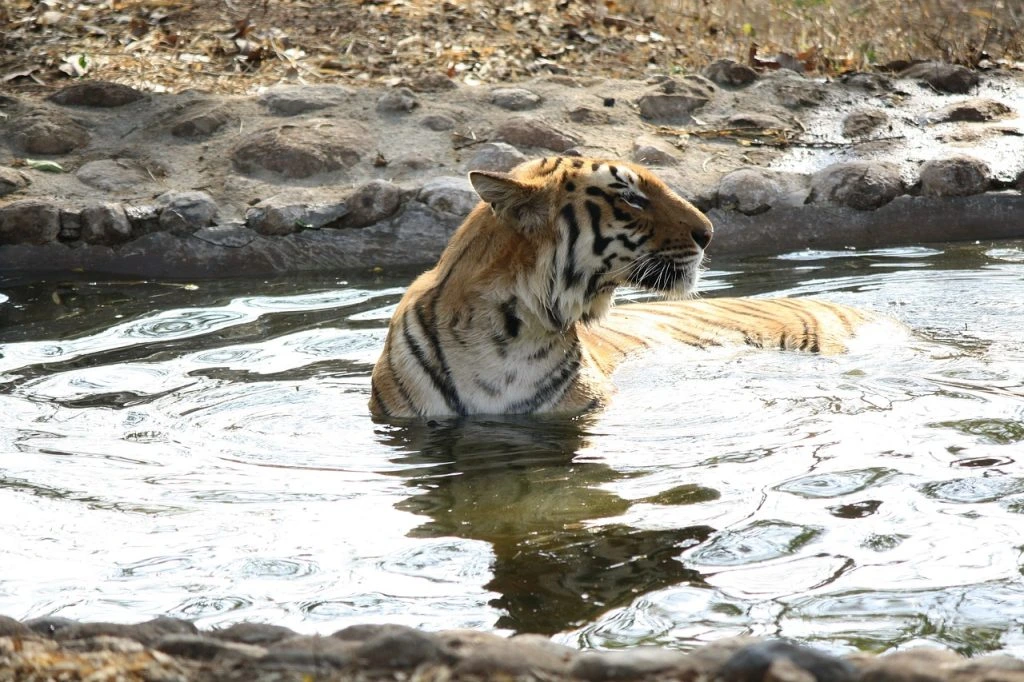 A tiger bathing in a river_human wildlife conflict