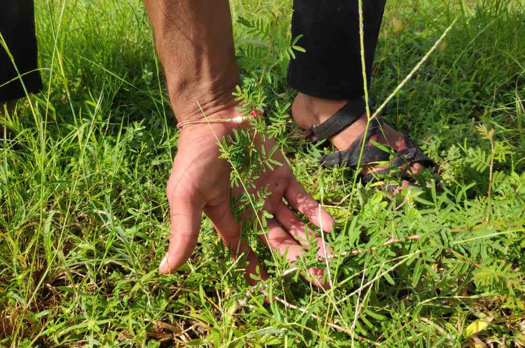 a hand a tree sapling--common land