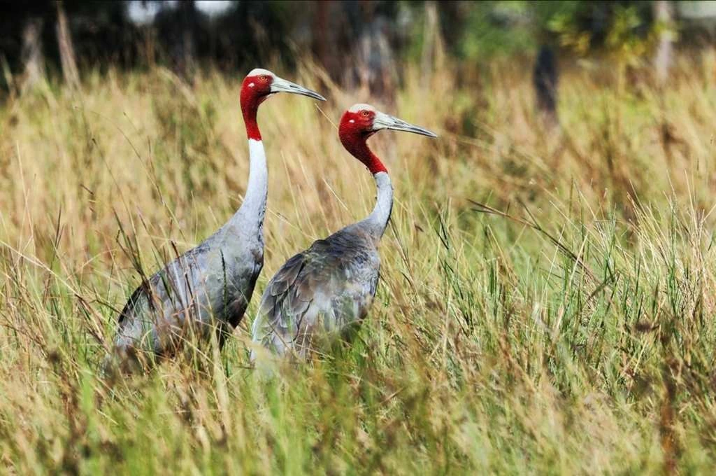 A pair of sara crane in a field_climate change