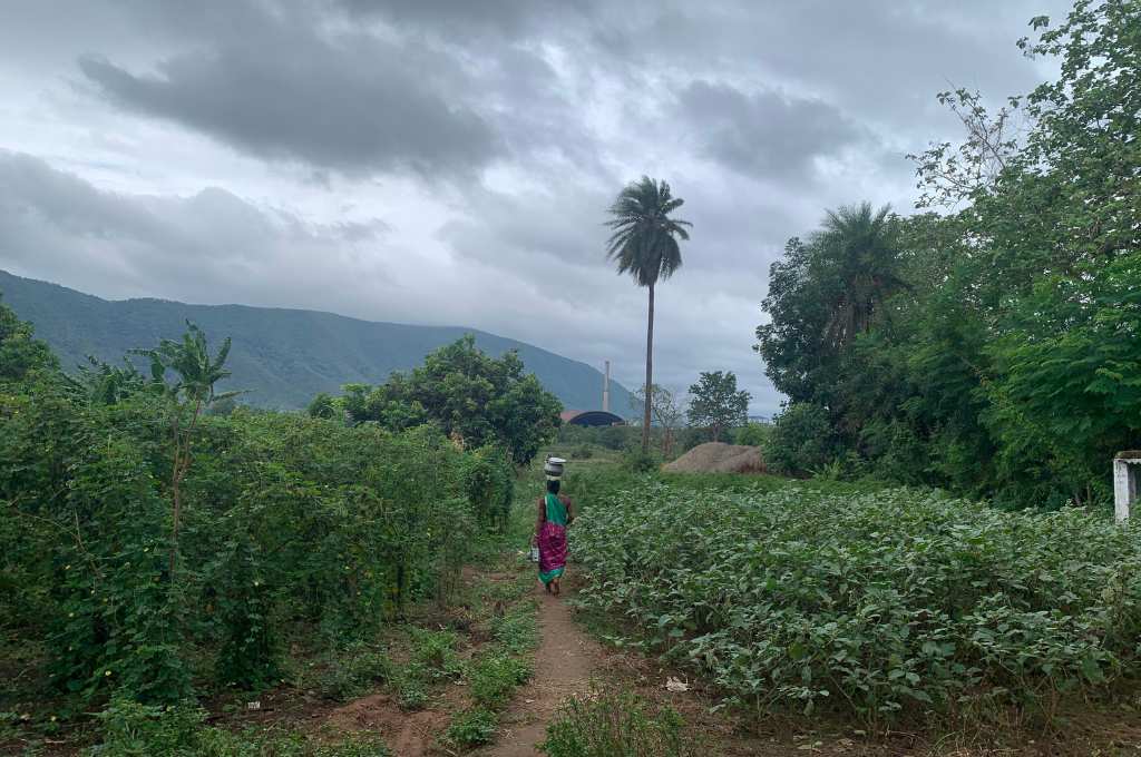 a woman walking through a field with a pot on her head--irrigation in Kalahandi