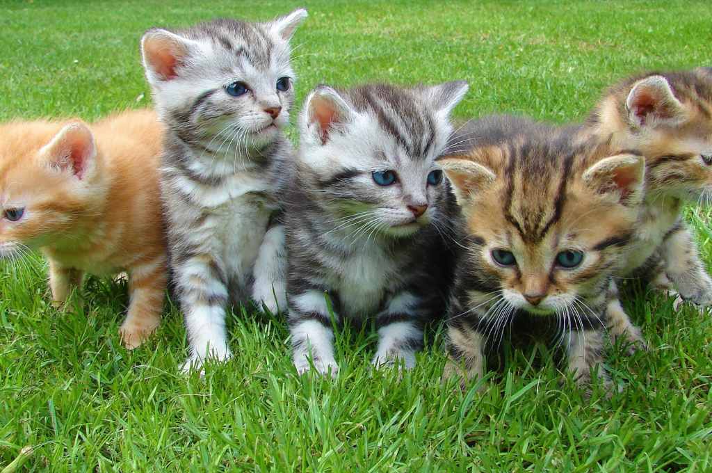 kittens with different fur colours--nonprofit humour