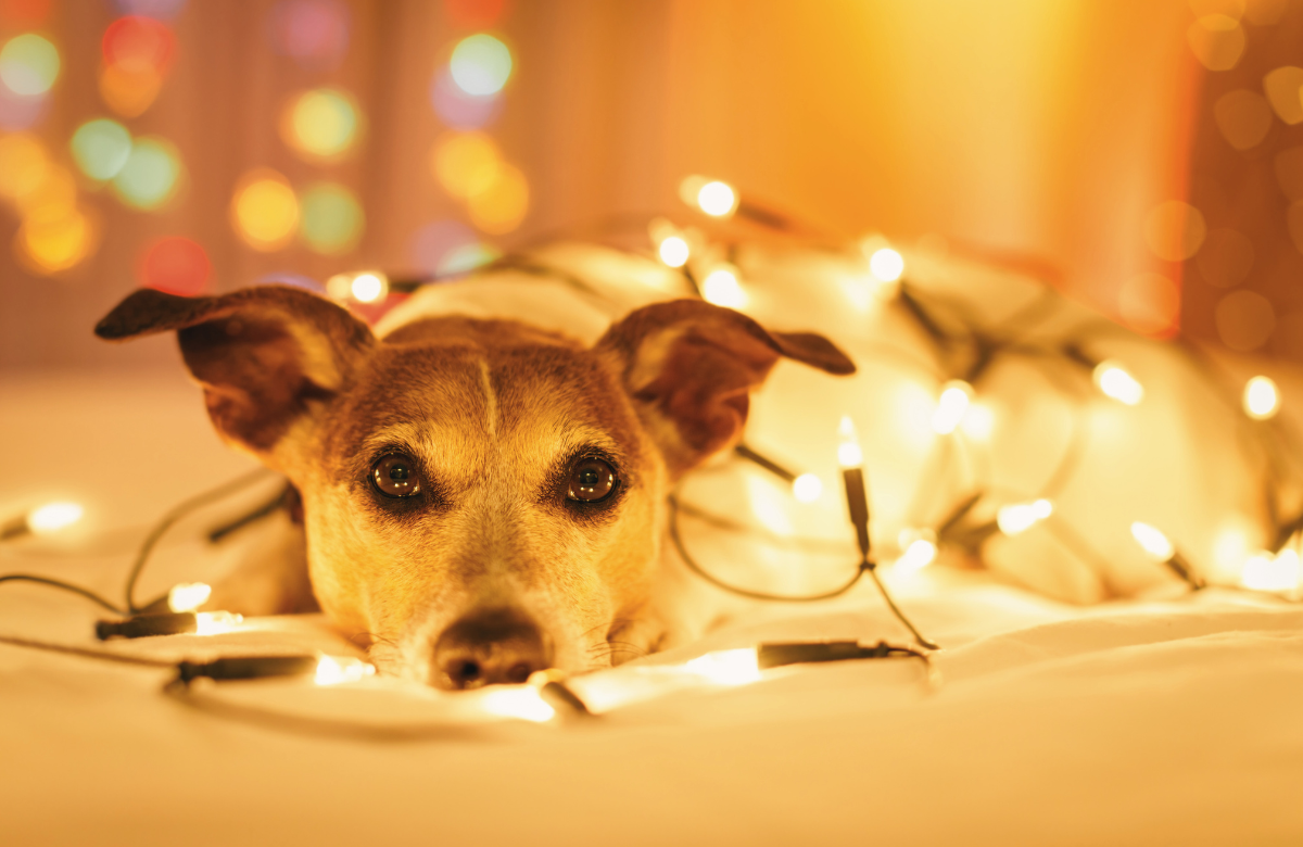 a dog covered in string lights_nonprofit humour
