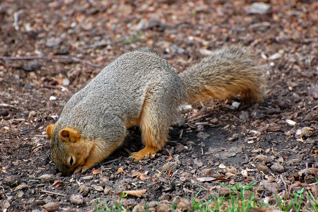 a squirrel burrowing into the ground--nonprofit humour