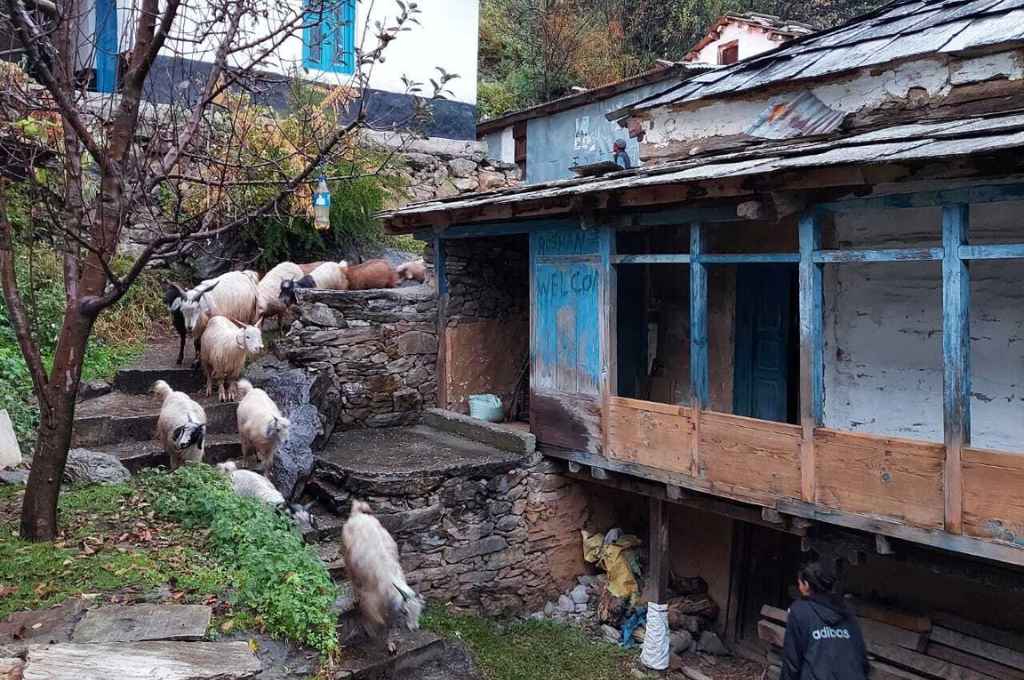 sheep coming back home-livestock grazing