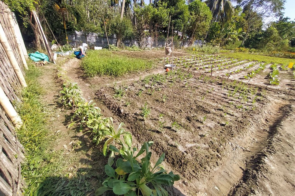 an agriculture field in Tripura