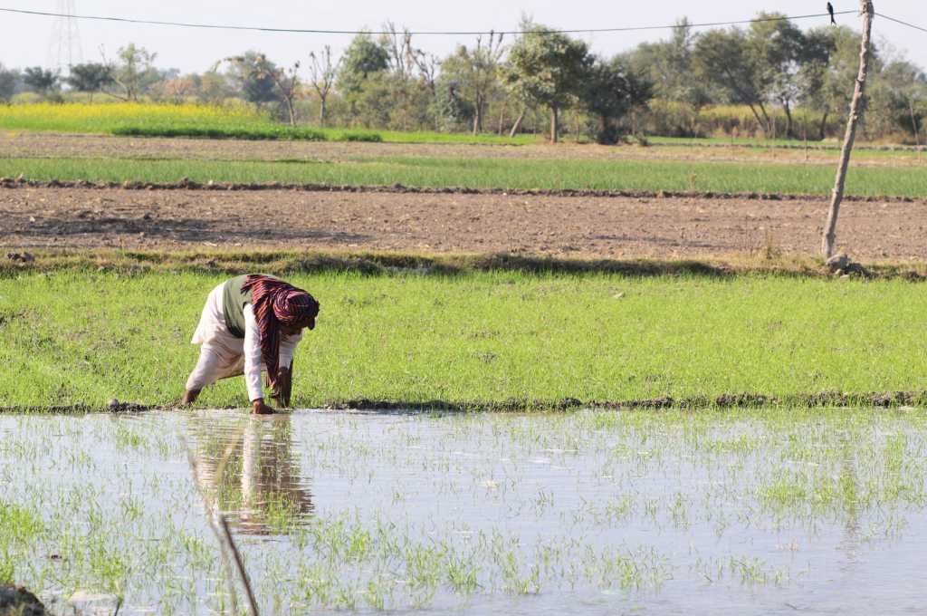 A farmer in a field_kinnow cultivation