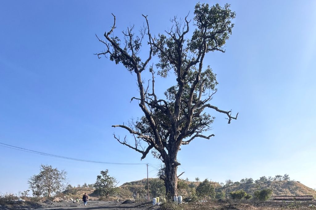 a mahua tree in korba_coal mine