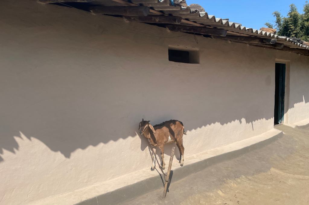 a goat against a wall-coal mining