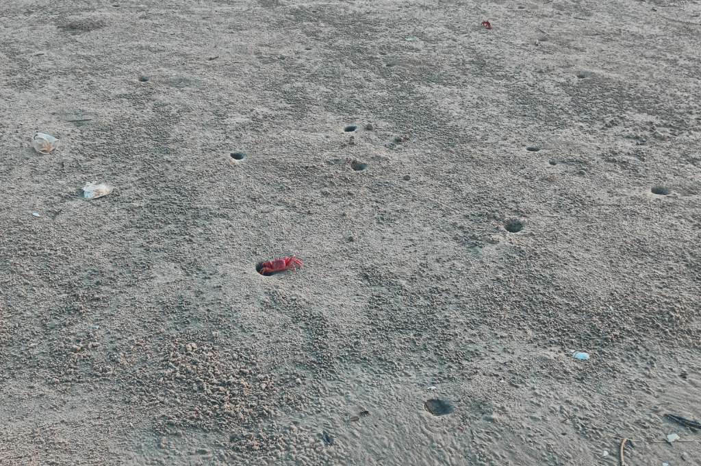 a red crab creeping out of the sand-protect red crabs