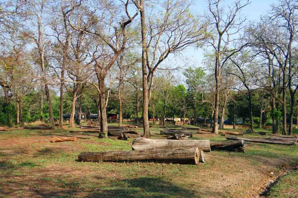 cut timber in a forest-sustainability