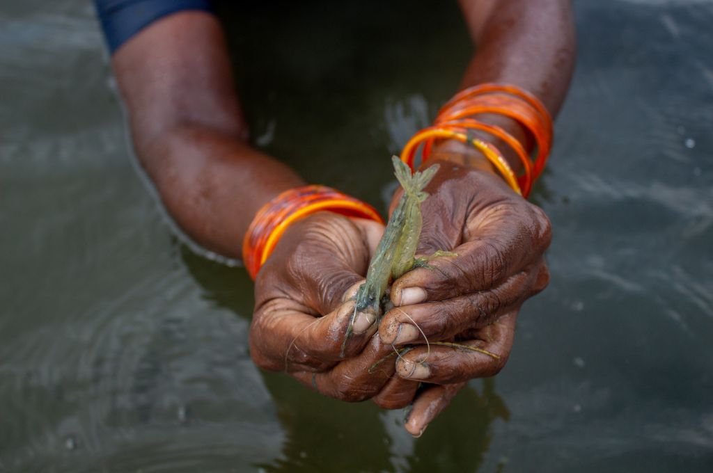 A tribal woman holds prawns collected by hand from the Kosasthalaiyar river. The prawns appear grey because of the pollution caused by fly ash released by the ETPS_industrialisation