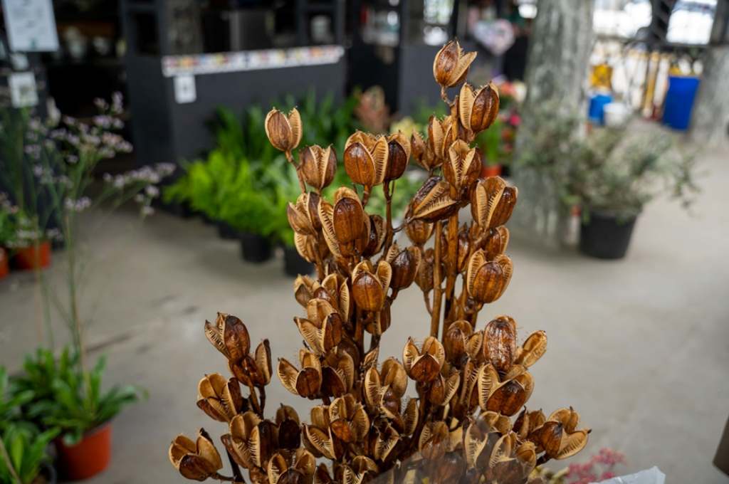 A dried wild flower being sold at the farmers’ market in PWD Colony, Kohima-dried wildflowers