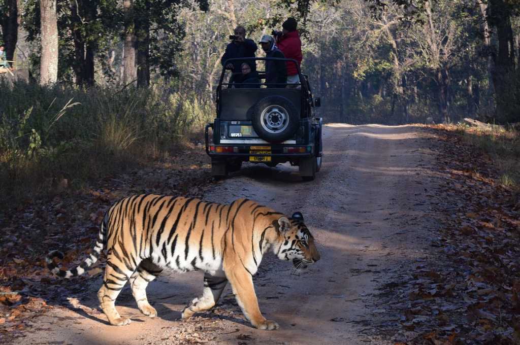 Pench Tiger Reserve Women guides want better time management IDR