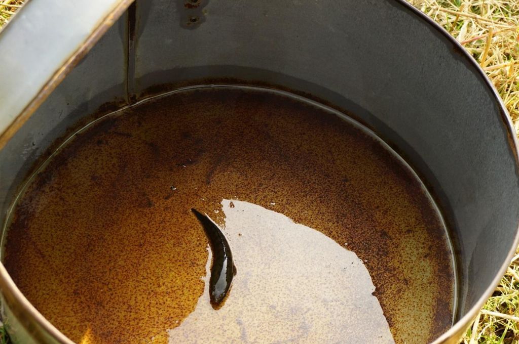 a small tengra fish in a steel drum--Life of the Kaibarta fishing community in Assam