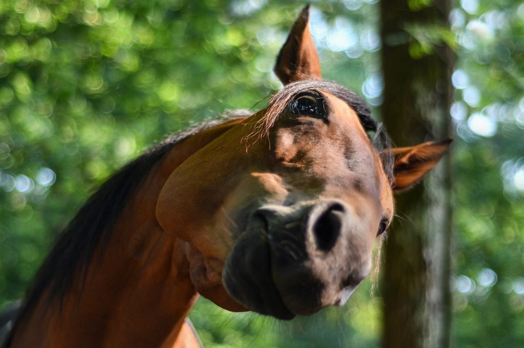 a horse looking at something_nonprofit humour