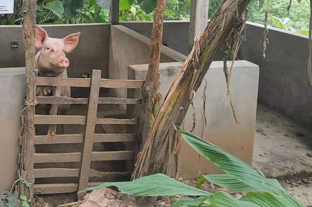 A pig in a pigsty-pig farming