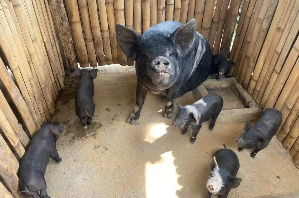 a family of black pigs-farming