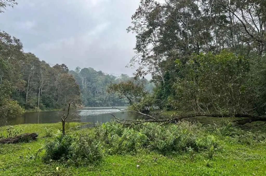 a beautiful lush green scene in Thekkady-nature-based solutions