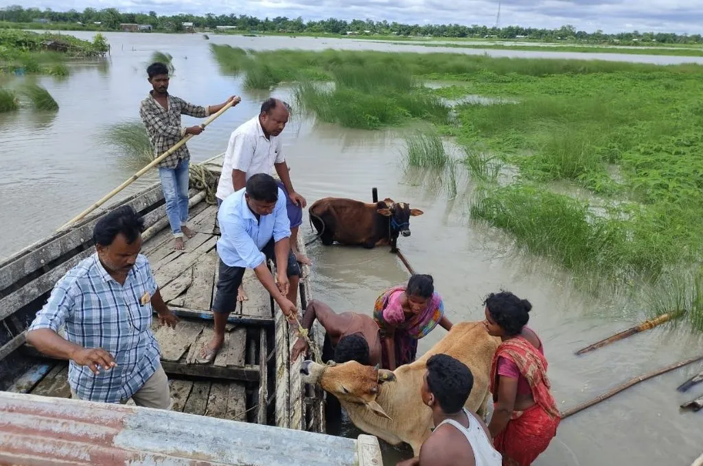 pastoralists in assam's lower brahmaputra valley rescuing their animals during floods--assam floods