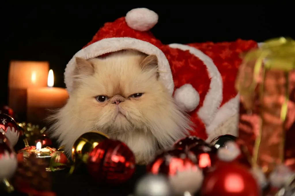 A grumpy cat wearing a santa hat and surrounded by christmas decorations_nonprofit humour