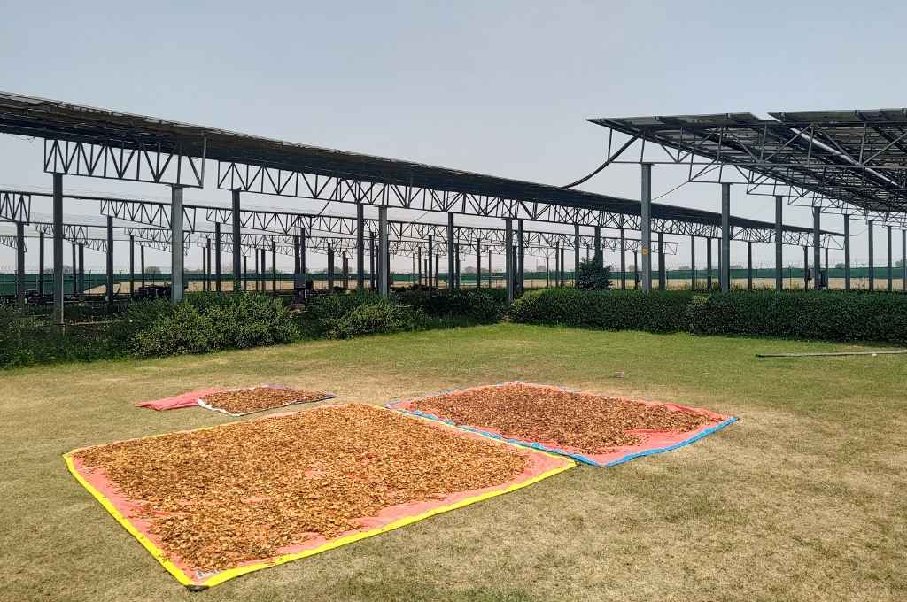 turmeric in an agrivoltaic plant--agrivoltaics