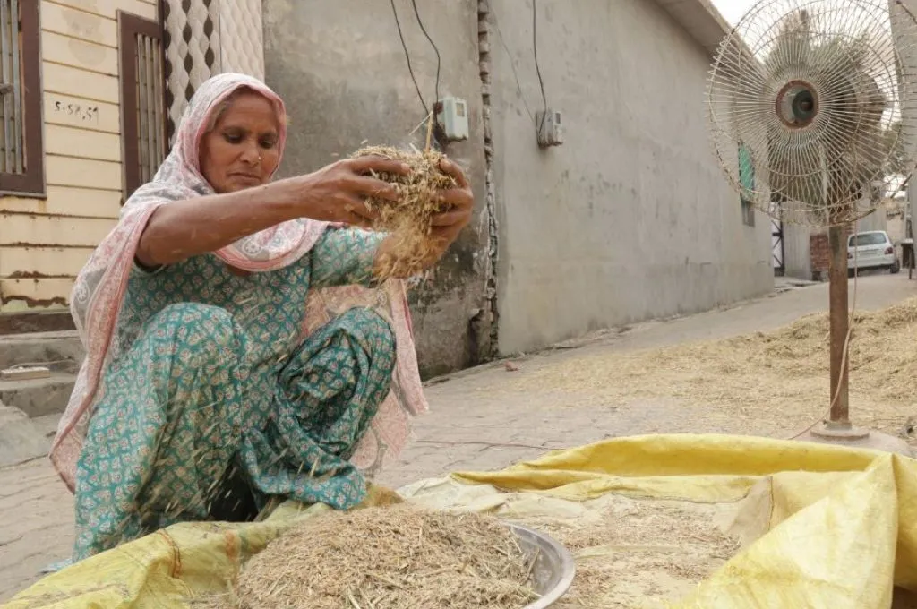 a farmer removing the husk from paddy--dalit women farmers