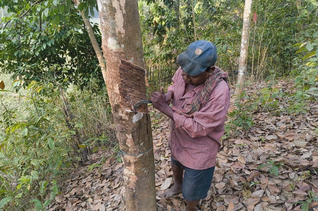 A man, Bijay Gour, using a sharp tool to skin a tree_rubber plantation