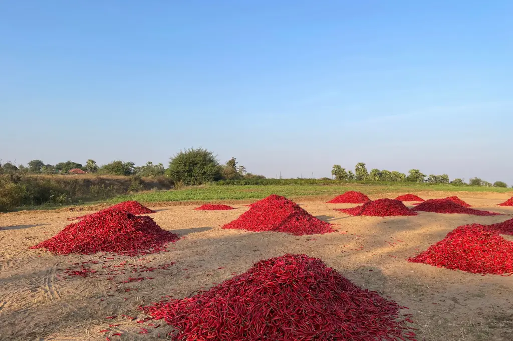 Chillies drying under open sky_small and marginal farmers