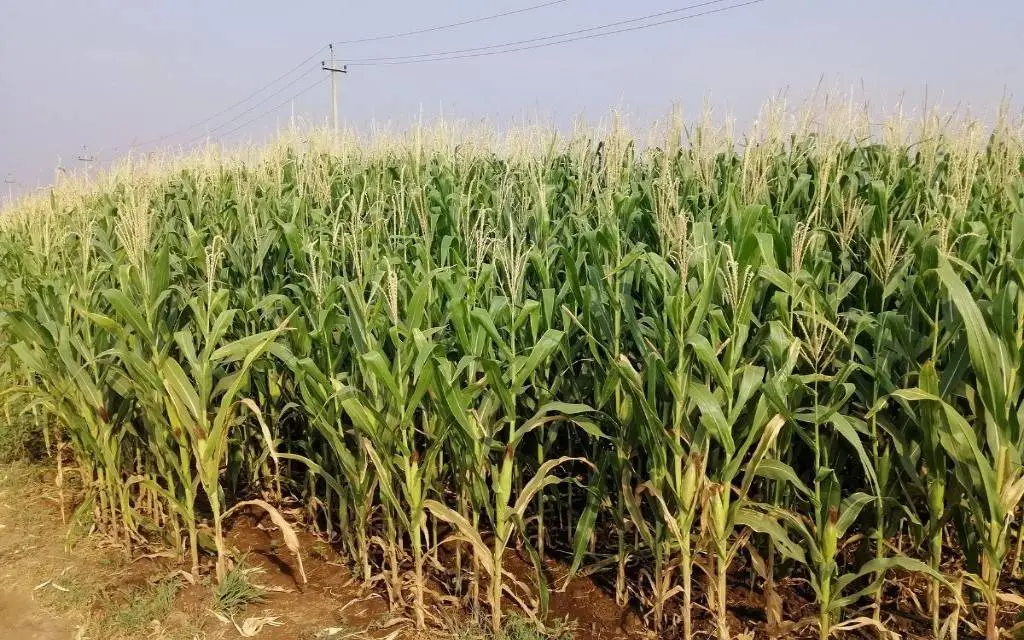 The image features a maize field in Bommanahal village in Ananthapuramu district._Climate resilience