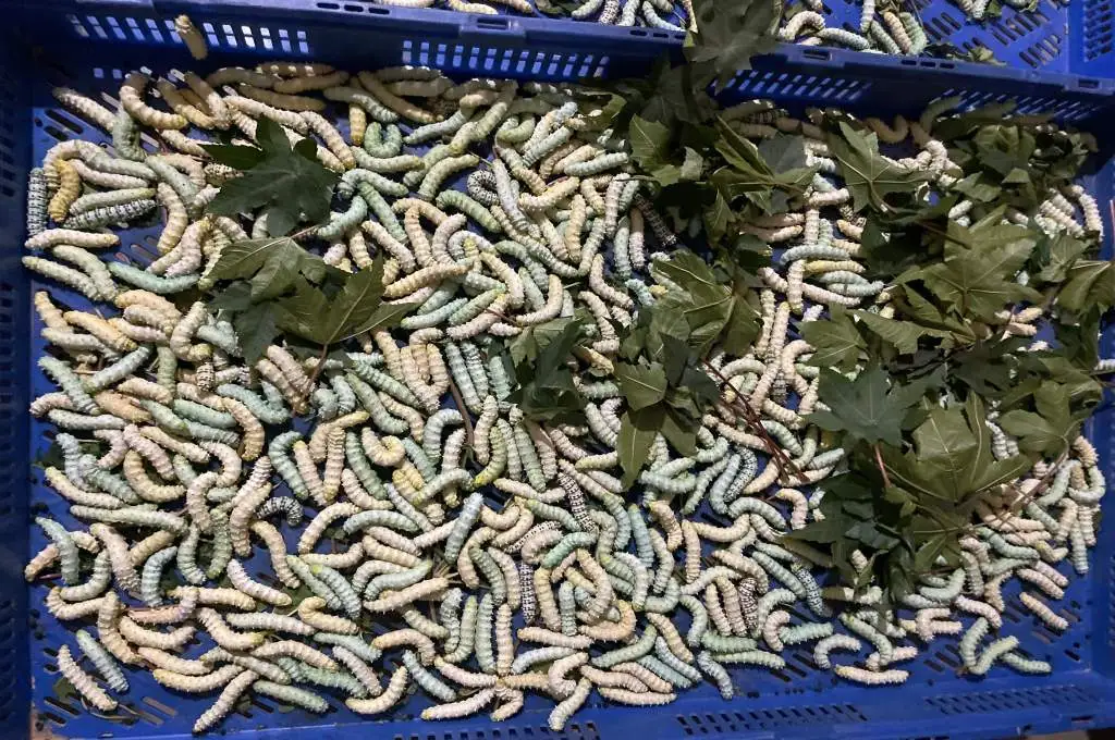 The image features a plastic crate filled with silkworms and castor leaves._Castor leaves