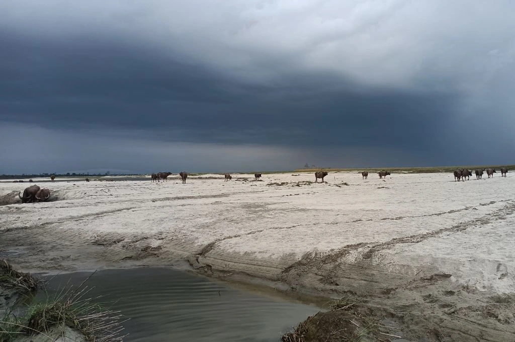 The image shows the dry river beds of the Dibang and Luit rivers. There is a small pool of water but the ground is otherwise completely dry. A herd of buffalo walk through the river bed and graze on small patches of grass._Memory mapping