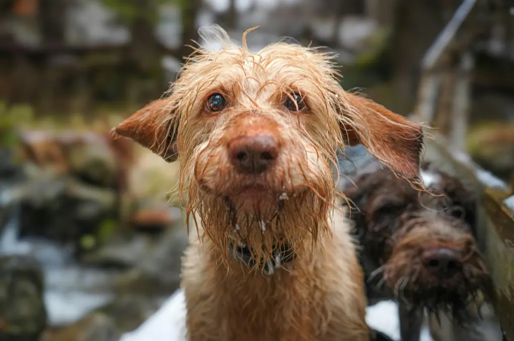Wet, scruffy dog stares curiously ahead_nonprofit humour