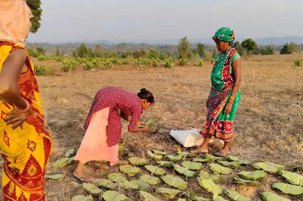 The image features three women working in a field. One women holds a stack of leaves in her hand and there are rows of bound and stacked leaves laid out on the ground._Community resources